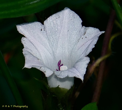 {Ipomoea lacunosa}